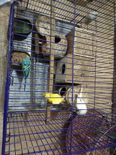 7 parrots for sale pure home breed ready to lay eggs