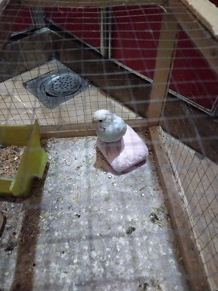 7 parrots for sale pure home breed ready to lay eggs 2