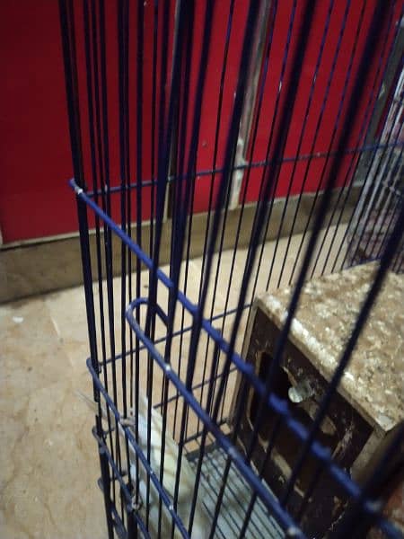 7 parrots for sale pure home breed ready to lay eggs 3