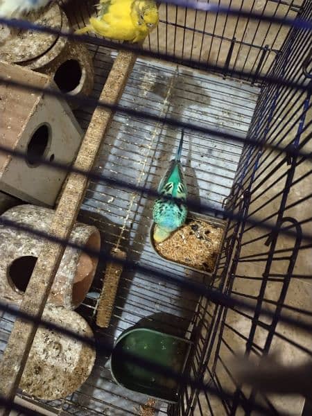 7 parrots for sale pure home breed ready to lay eggs 5