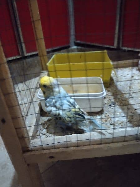 7 parrots for sale pure home breed ready to lay eggs 6