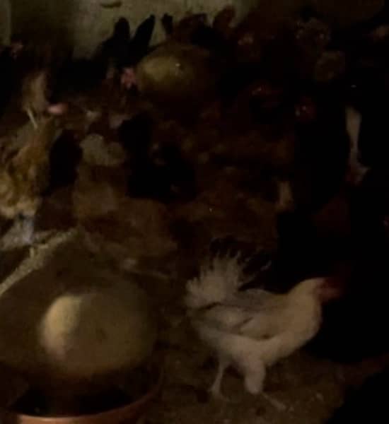 Golden misri egg laying hens 5