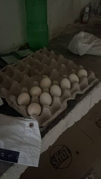 Golden misri egg laying hens 6