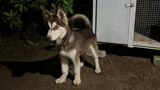 Siberian husky 95,000 pair