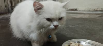 White male Persian and Chinese Bread Cat healthy and active