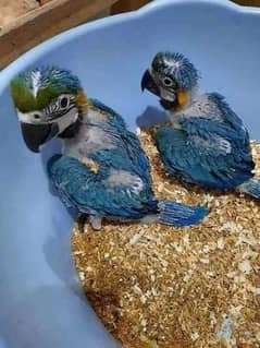 blue golden macaw parrot chiks far sale contact Whatsapp 0335/1088/291