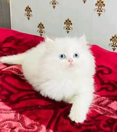 pure Persian breed triple coat pair for sale contactwhatsap03228726747