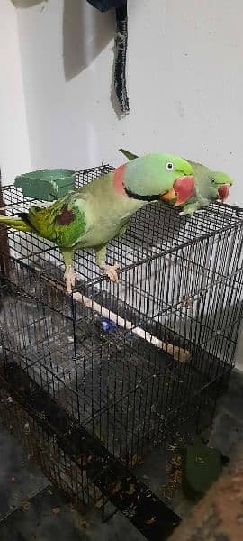 Green Raw parrot 0