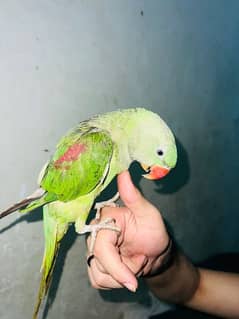 Raw Male parrot