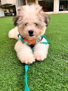 Poodle Toy breed 3 months vaccinated for Urgent Sale