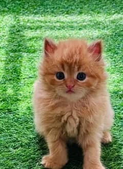 Persian Cat for sale my WhatsApp number 03345814757