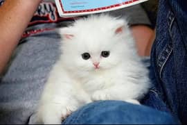 Persian Cat for sale my WhatsApp number 03345814757