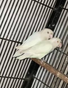 Albino black eyes split ino breeder pair 03134247120