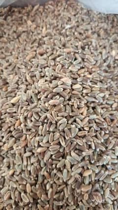 Australia Black Wheat.