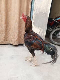 high quality aseel male for sale