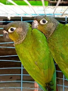 Green cheek conure