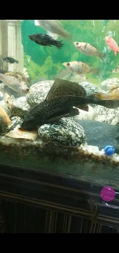 pleco