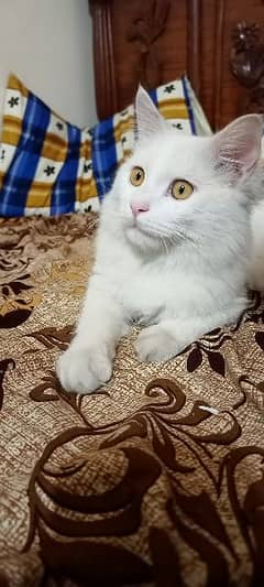 Persian Cat Triple Coated