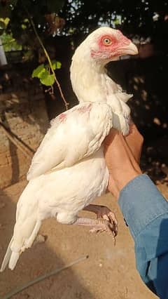 aseel paper white hera hen