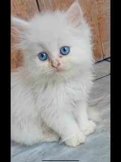 female kitten in blue eyes 55 days