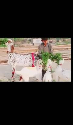 batl bakri 3 bacho wali bakri