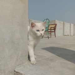 Russian Cat off White Color 1 Eyes Blue & 1 Eyes Yellow