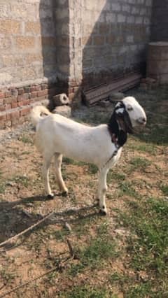 Desi Bakri for sale