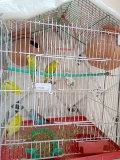 Budgie Breeder