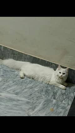 cat for sale Hy AK female or Al male Hy