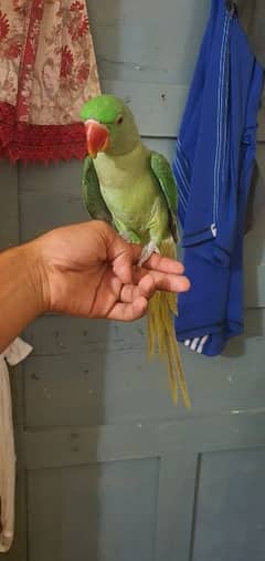 raw parrot hand tame