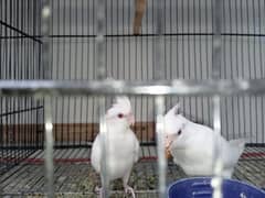 Cockatiel parrots for sale.