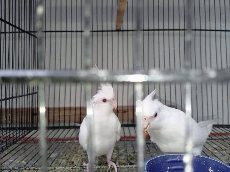 Cockatiel parrots for sale. 0