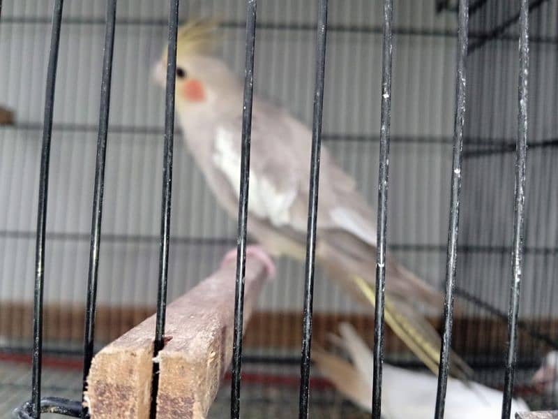 Cockatiel parrots for sale. 3