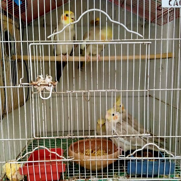 Cockatiel parrots for sale. 7