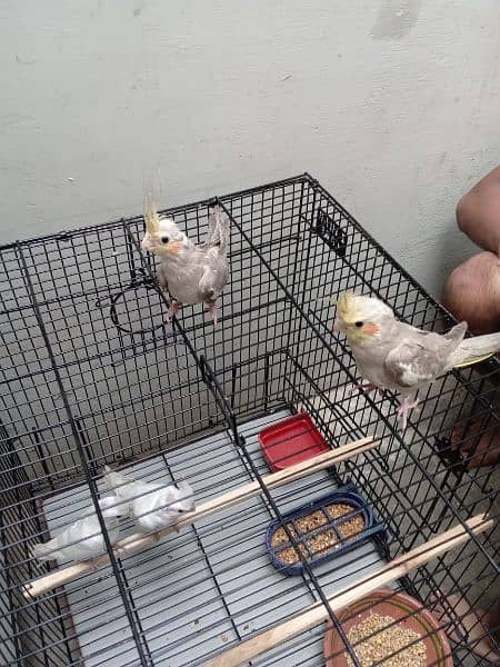 Cockatiel parrots for sale. 8