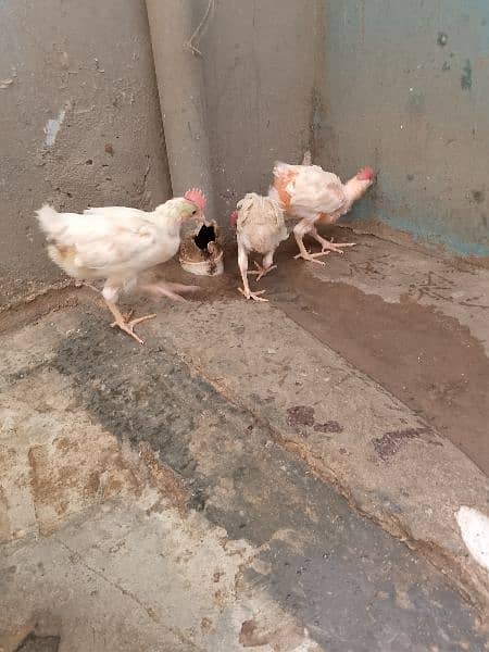 farmi chicks male 2