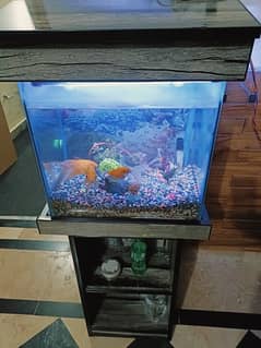 Aquarium with stand and seven fish