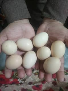 lasani amroha pure aseel eggs