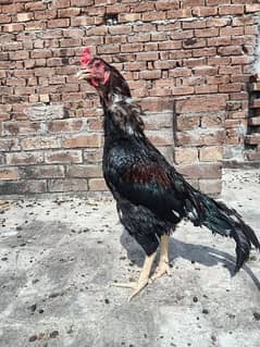 aseel murga pure breed 03211431928 WhatsApp