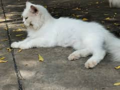 white furry Persian cat