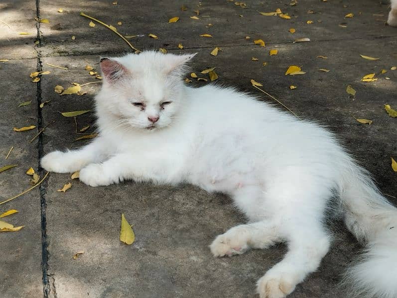 white furry Persian cat 1