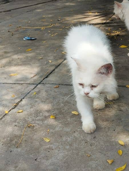 white furry Persian cat 2