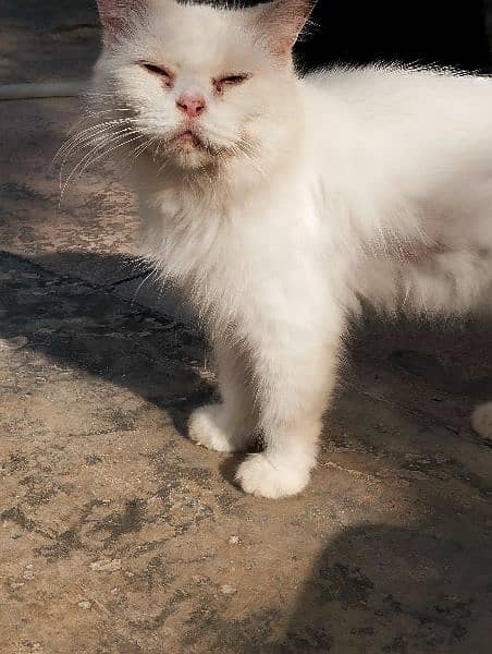 white furry Persian cat 3