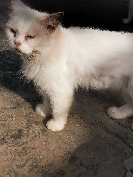 white furry Persian cat 4