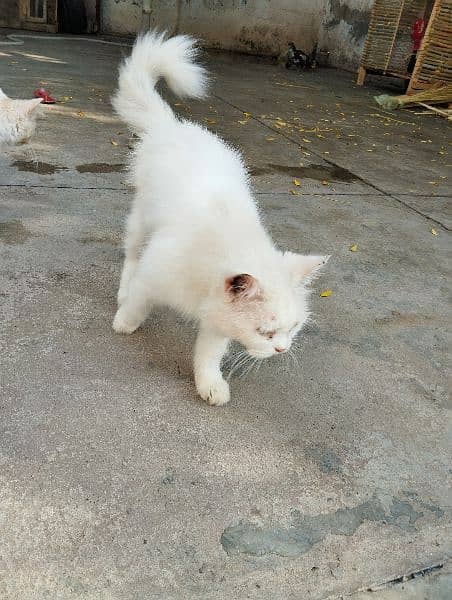 white furry Persian cat 5