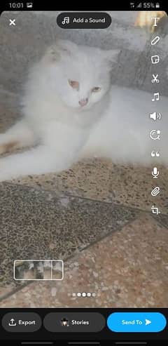 parsian white cat paregnant