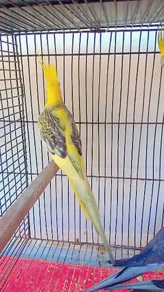 ergent sale cocktail parrot 2 pairs 1 breeder female +92 3315160780