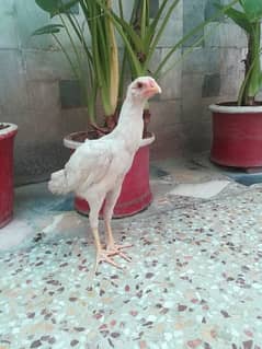 white female chick for sale