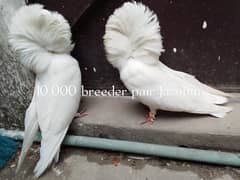 jacobin breeder pair