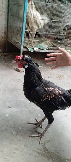 three fancy cocks for sale